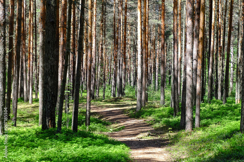 View of tall old trees in the evergreen primeval forest blue sky