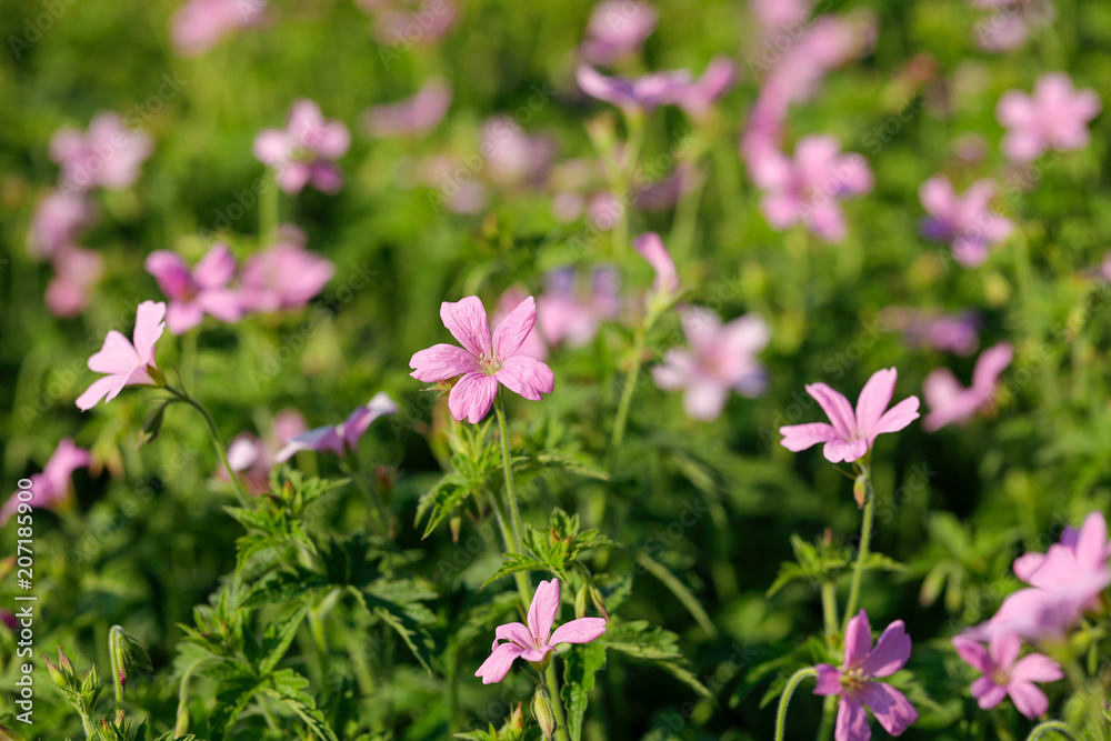 The blooming flowers. The blooming flowers.