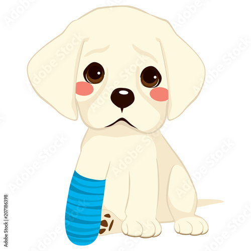 Young little sad dog sitting with broken leg and blue bandage