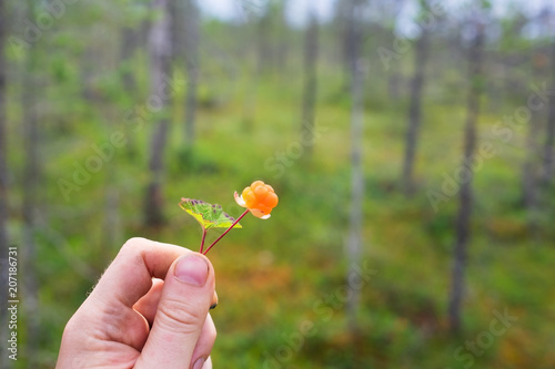 Man holding ripe cloudberry. Concept of healthy food photo