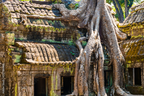 Roots of giant tree on the atient old Ta Phrom Temple in Angkor Wat in Cambodia