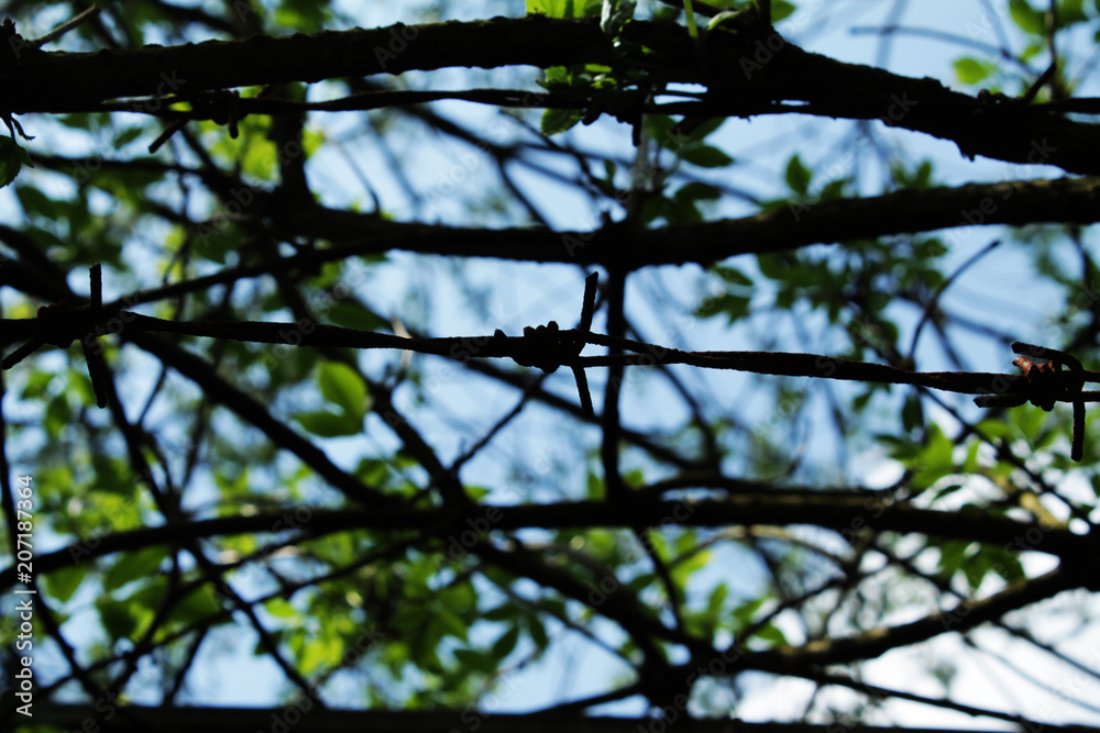 The branches The branches