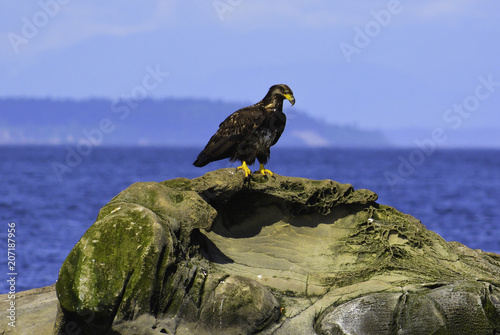 an eagle is siitting on the rock