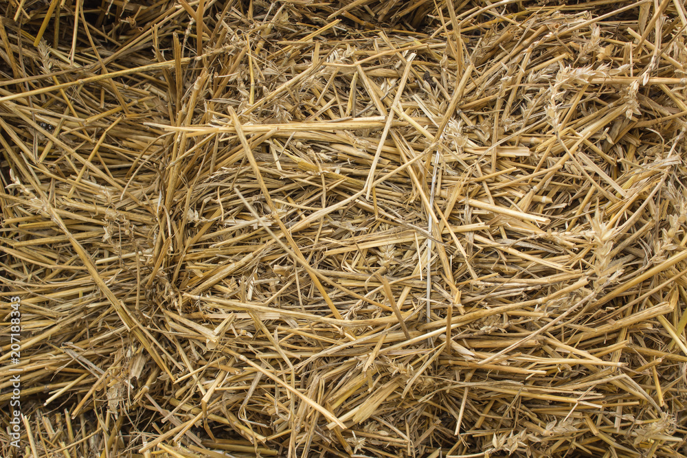 yellow dry hay background texture concept with empty space for copy or text