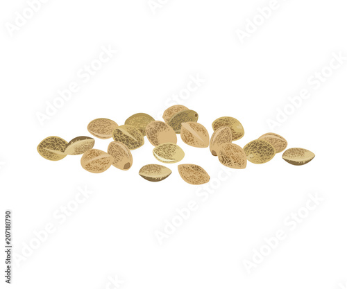 Hemp seeds vector