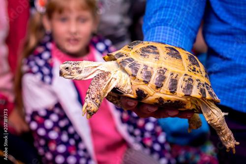Man holds  large, beautiful turtle in his hand.Demonstration of  turtle for children photo