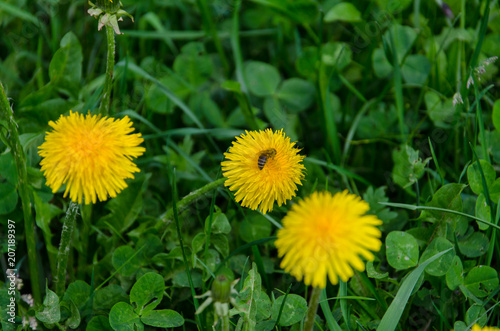 Yellow dandelion flower with bee pollinating in spring on lush green field close up