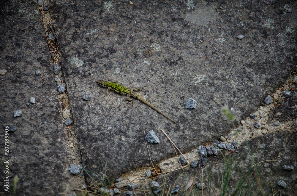 Close up of green lizard on gray stone Close up of green lizard on gray stone