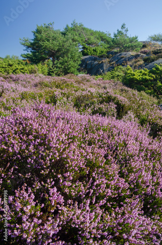 Wallpaper Mural Rocky Scandinavian landscape with Heather and Pines Torontodigital.ca