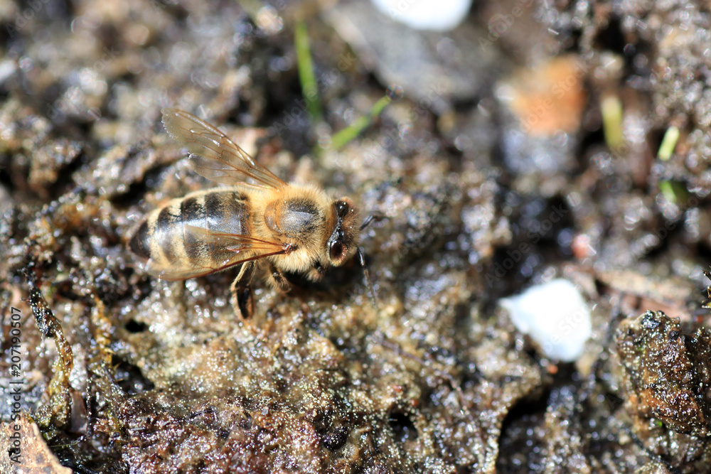 Wild bees are all bee species of the superfamily Apoidea with the exception of honeybees and not about wild prototypes or wild strains of the honeybee

