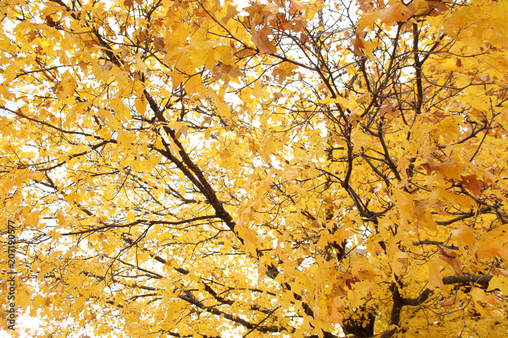 Leaves in Autumn