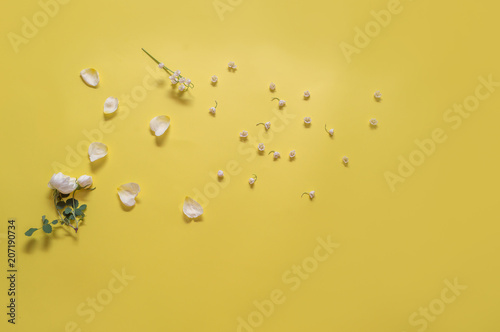  petals of a white dog rose on a yellow background