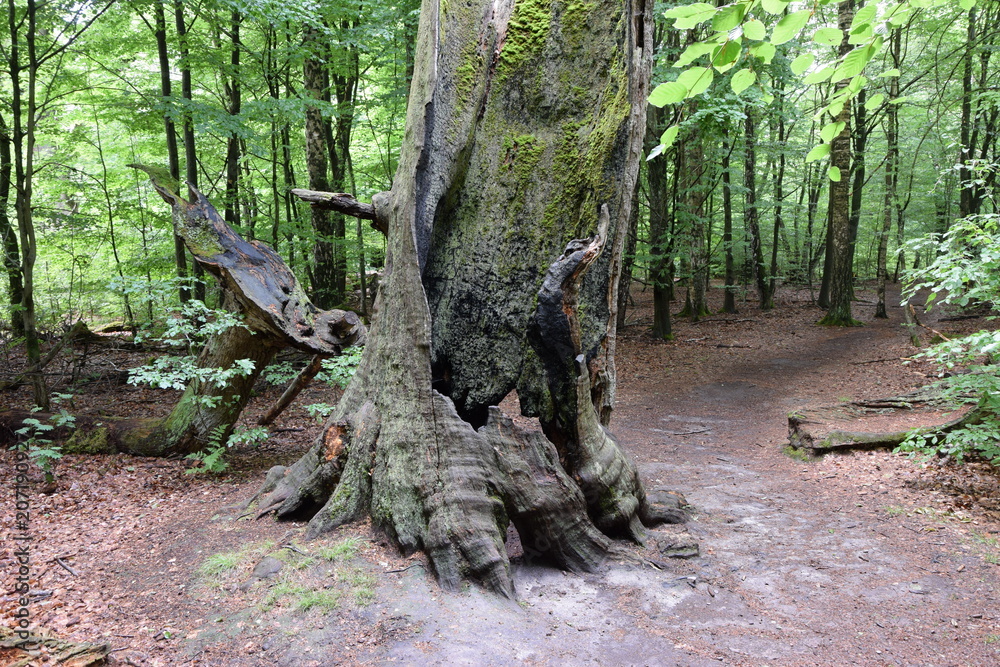 Obraz premium Urwald an der Sababurg