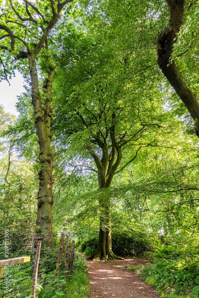 A dirt pathway winds through leafy green trees and underneath branches in the British Countryside A dirt pathway winds through leafy green trees and underneath branches in the British Countryside