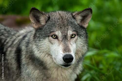 Grey Wolf (Canis lupus) Looking Out