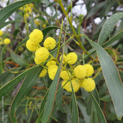 Acacieae, large bushes in Portugal with yellow fragrant flowers