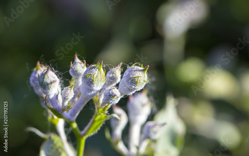 Fototapet powdery mildew on roses shoot, macro close-up