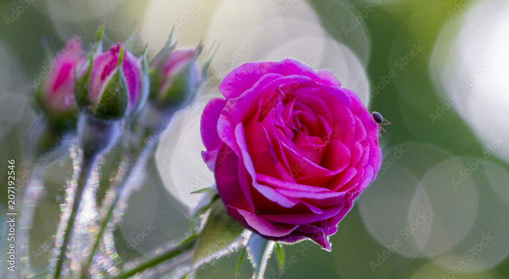 powdery mildew on roses shoot, macro close-up powdery mildew on roses shoot, macro close-up