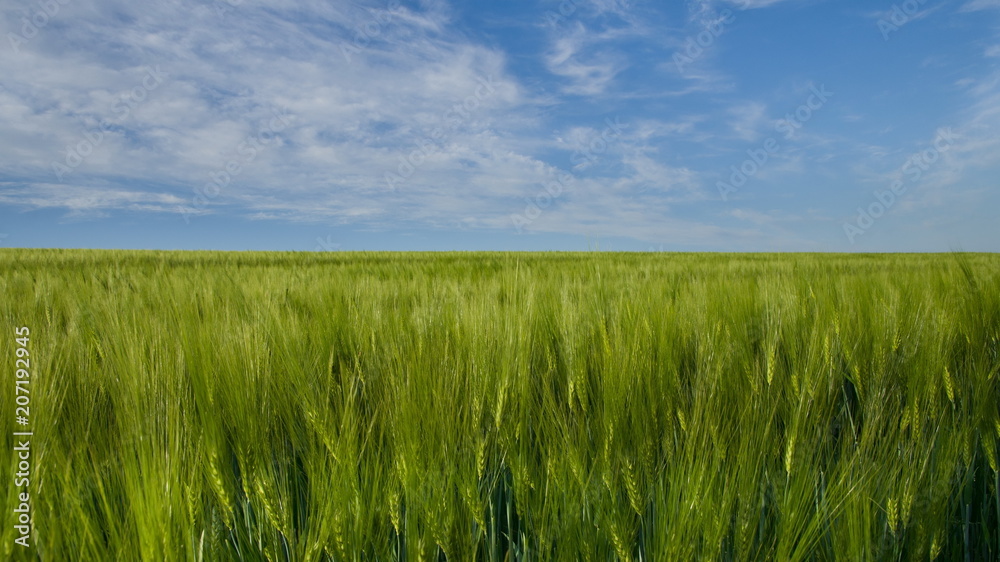 Boundless expanses of wheat fields