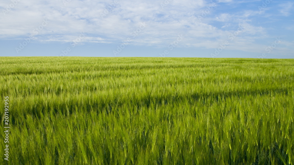 Boundless expanses of wheat fields