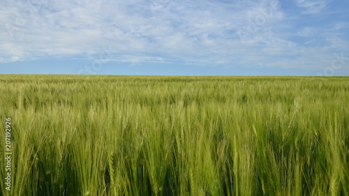 Boundless expanses of wheat fields