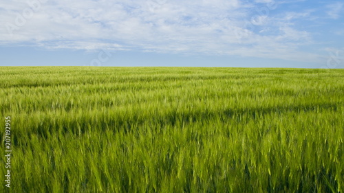 Boundless expanses of wheat fields