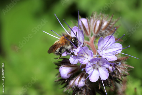 Wild bees are all bee species of the superfamily Apoidea with the exception of honeybees and not about wild prototypes or wild strains of the honeybee