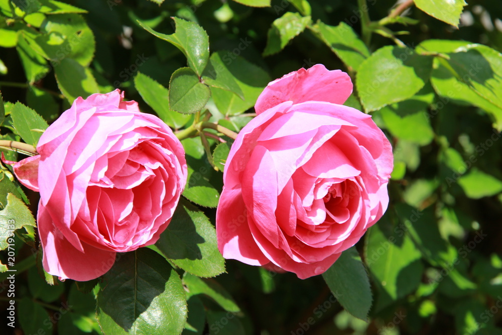 Rosier rose Rosier rose