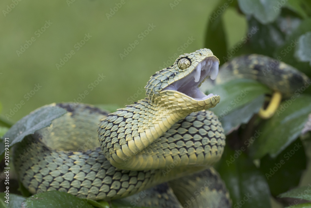 Atheris rungweensis, Mt Rungwe bush viper www.matthieu-berr…