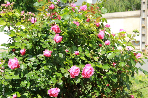 Wallpaper Mural Rosier rose Torontodigital.ca