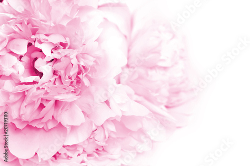 Pink Peony Flowers. Floral background with copyspace.