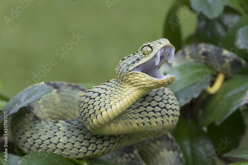 Venomous Bush Viper Snake (Atheris squamigera) in Rainforest showing fangs