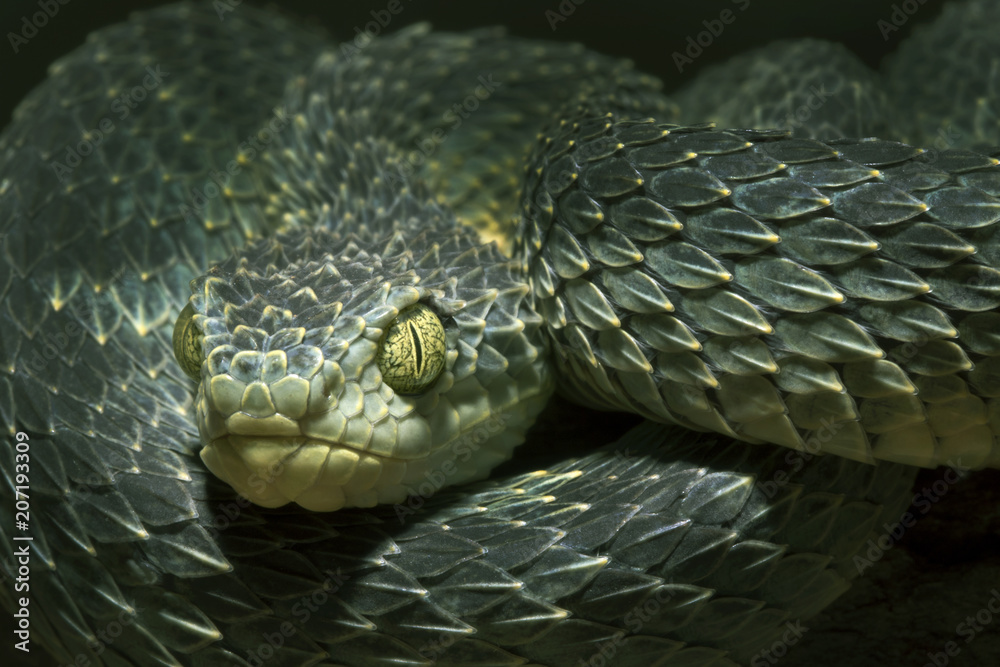 Venomous Bush Viper Snake (Atheris squamigera) Stock Photo | Adobe Stock