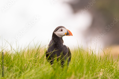 Portrait of a Puffin © Oliver