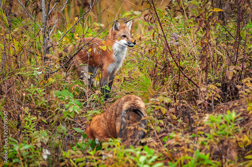 Red Fox (Vulpes vulpes) Stands Up Tall in Weeds