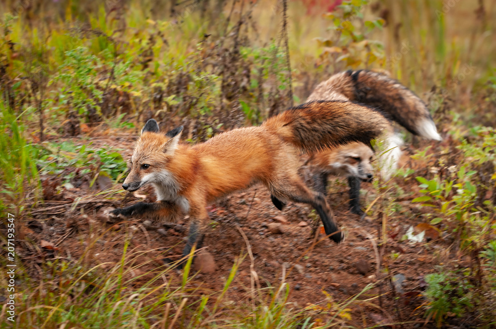 Red Fox (Vulpes vulpes) Runs Past Fox
