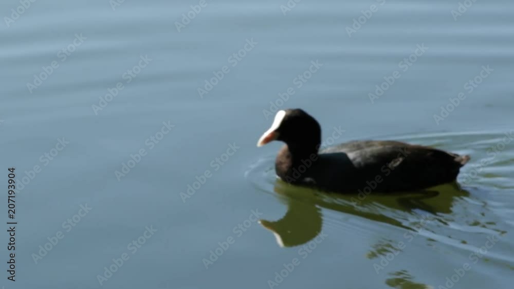 Coot swims across the lake and catches food Coot swims across the lake and catches food