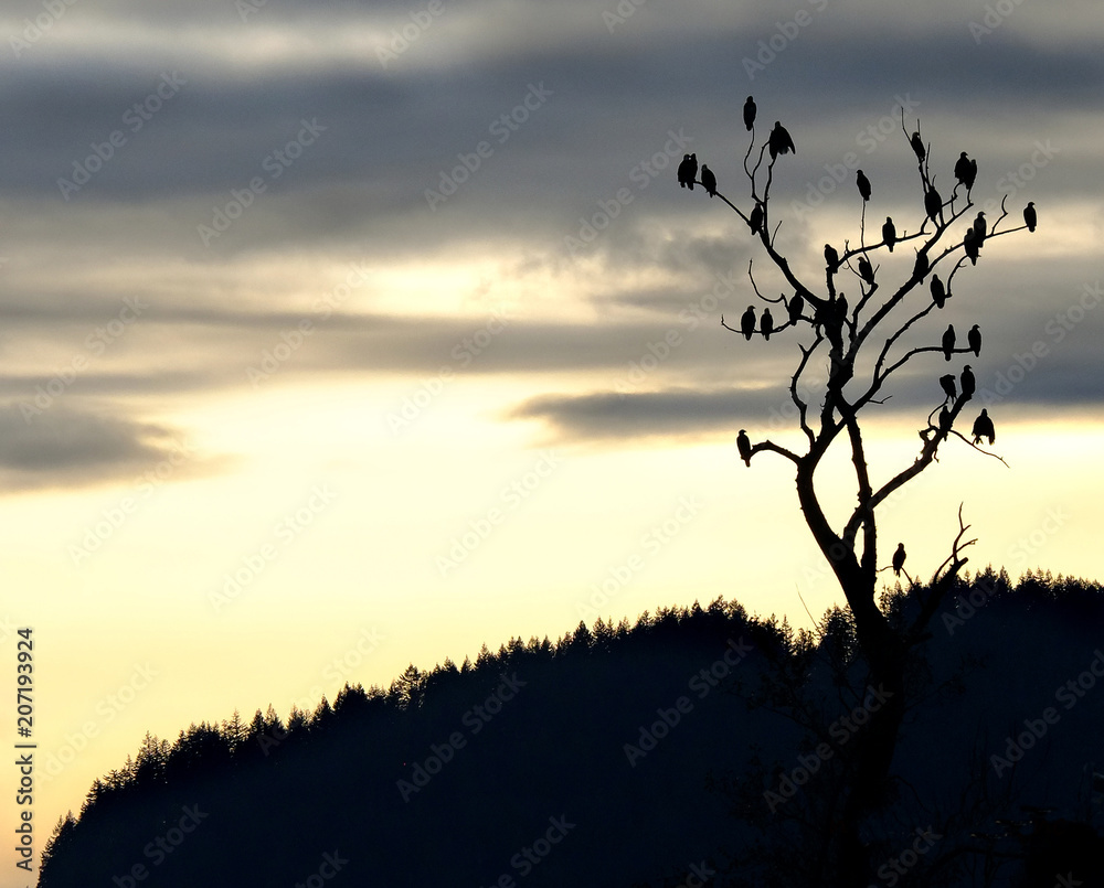 Obraz premium EAGLE TREE