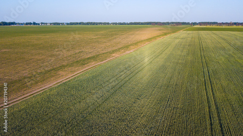 Fototapeta Naklejka Na Ścianę i Meble -  Aerial view of cultivated crop.