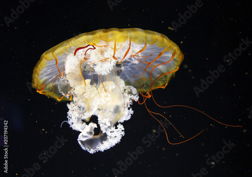 The Atlantic sea nettle (Chrysaora quinquecirrha), or East Coast sea nettle