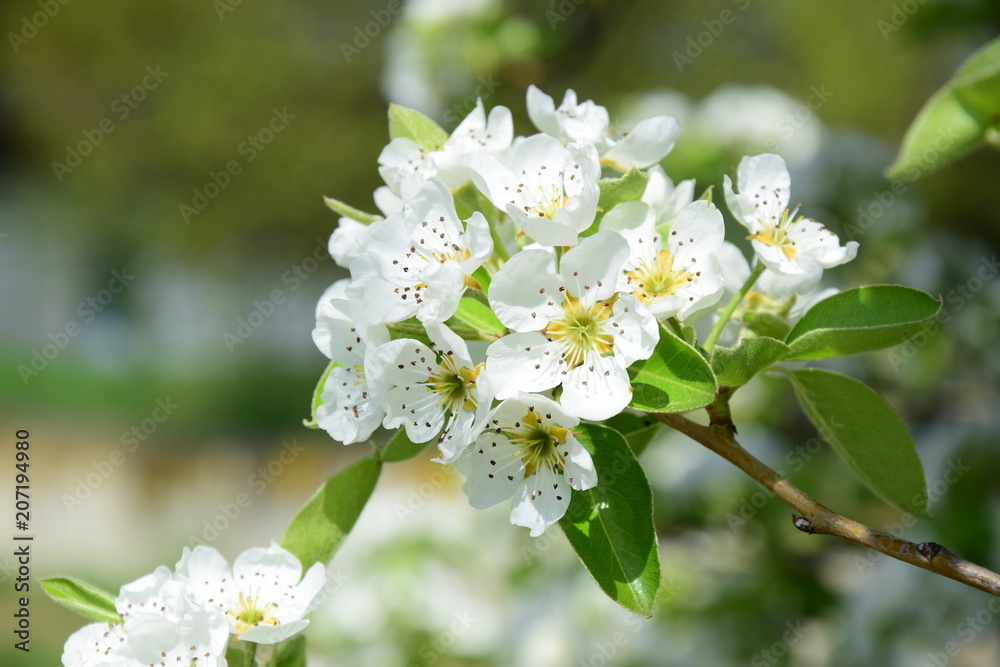 Blüten des Birnenbaumes, Blütezeit in Südtirol
