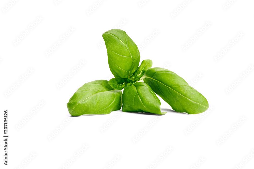 Basil garden, cooking herb Isolated against a white background. Basil garden, cooking herb Isolated against a white background.