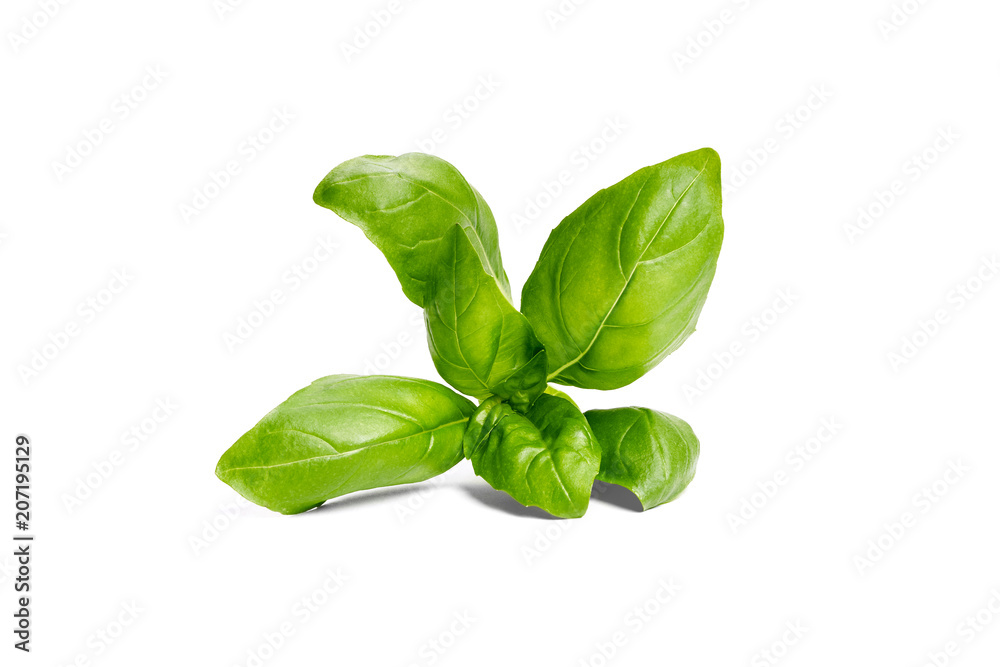 Obraz premium Basil garden, cooking herb Isolated against a white background.