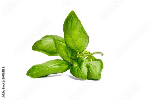 Basil garden, cooking herb Isolated against a white background.