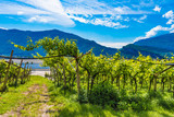 Weinreben in Arco am Gardasee, Frühling