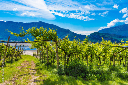 Weinreben in Arco am Gardasee, Frühling
