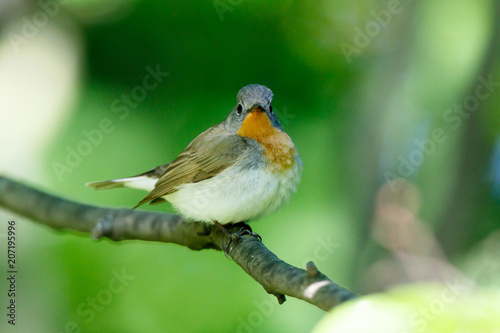 Red-breasted Flycatcher (Ficedula parva).