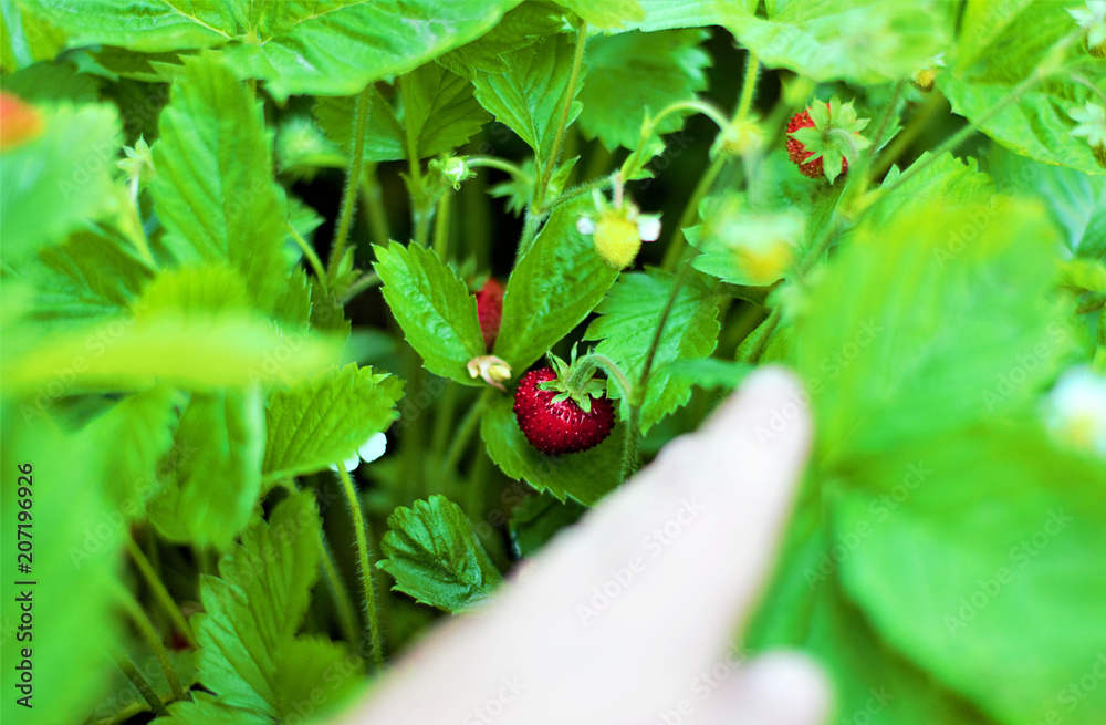 Still life of fresh forest berries. Wild strawberry (Fragaria vesca Linnaeus) in English - Still life of fresh forest berries. Wild strawberry (Fragaria vesca Linnaeus) in English -