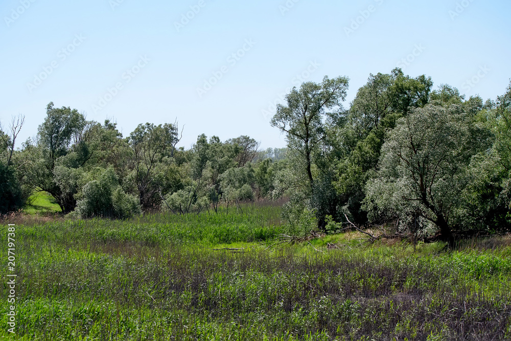 Beautiful rural summer landscape with trees