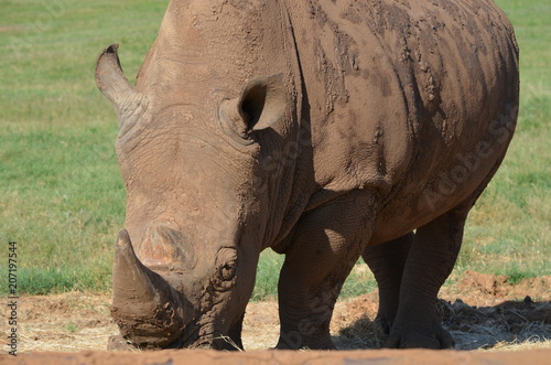 Rhino © Vijay